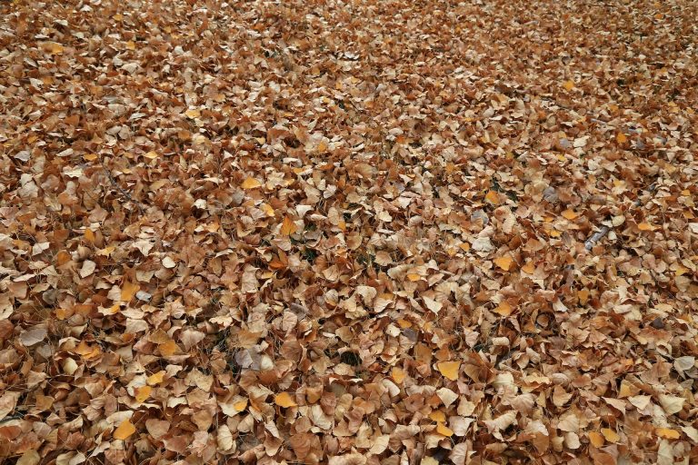 Embrace Fall Foliage: Virginia Tech Experts Advocate for Mulching Leaves